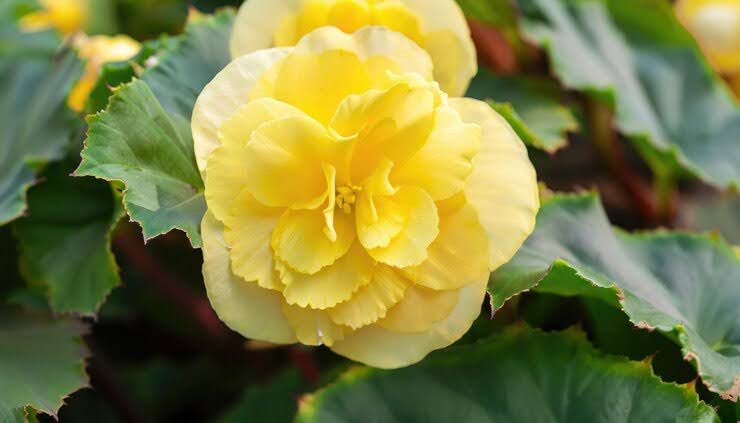 hoa-hai-duong-co-y-nghia-gi