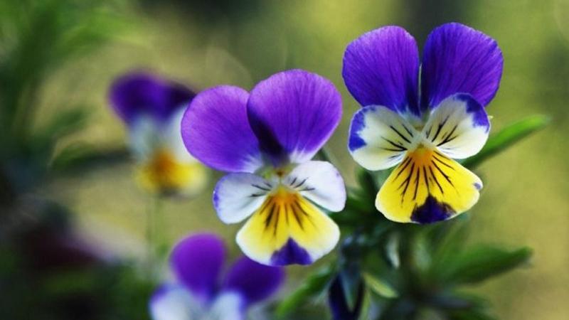 hoa-pang-xe-co-y-nghia-gi