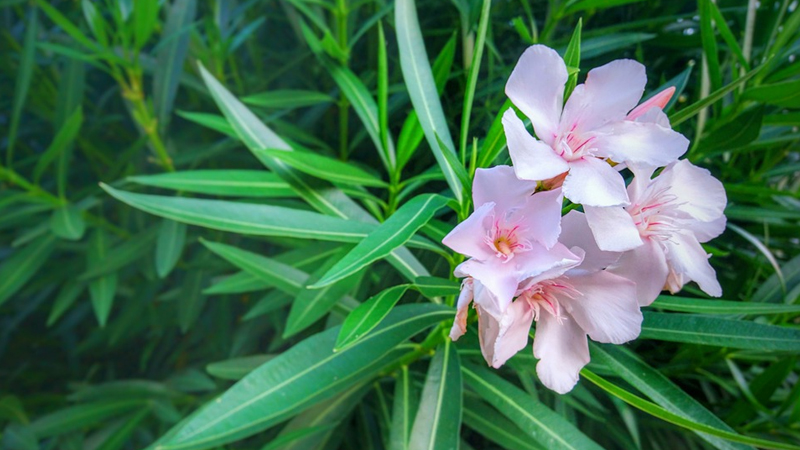 hoa-truc-dao-co-y-nghia-gi