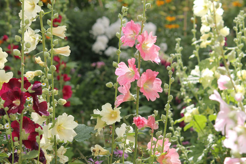 su-that-thu-vi-ve-hoa-thuc-quy