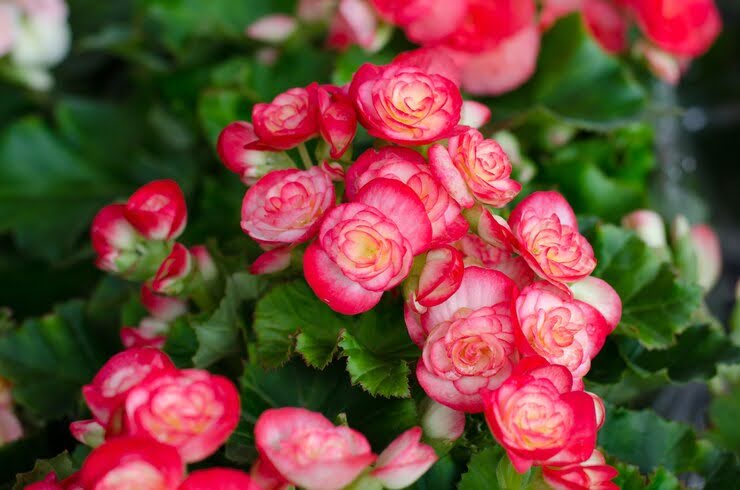 su-that-ve-hoa-hai-duong