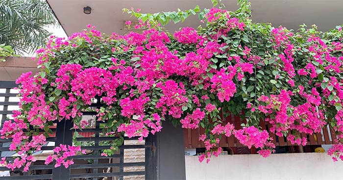 tai-sao-nen-trong-hoa-giay-truoc-nha