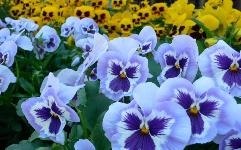 tim-hieu-hoa-pang-xe