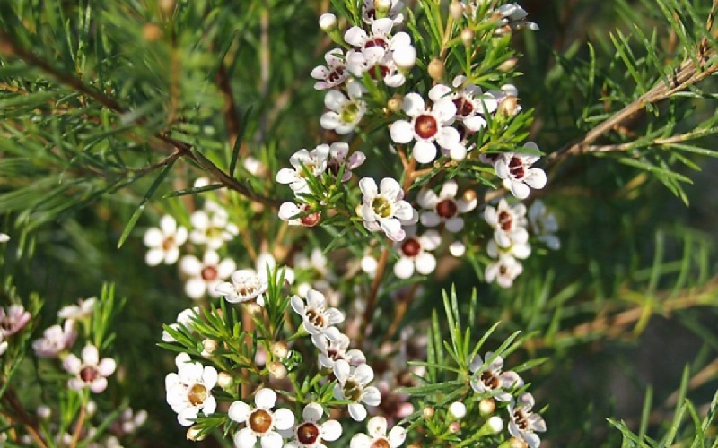 y-nghia-hoa-thanh-lieu