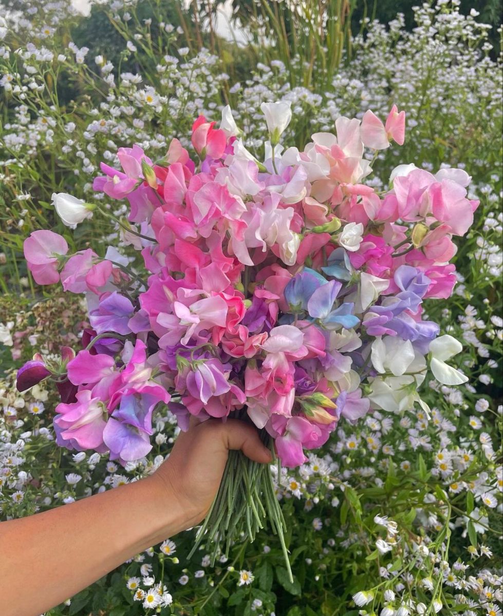 hoa-sweet-pea-nhat-ban