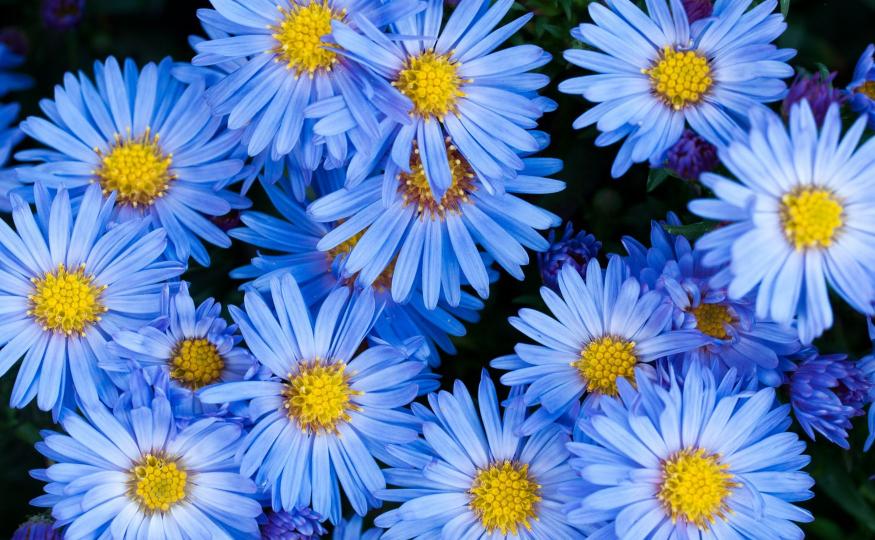 tim-hieu-hoa-cuc-tay.