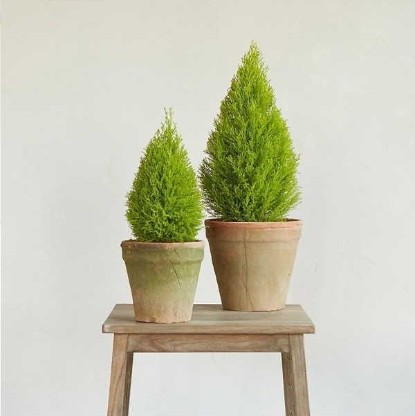 y-nghia-cay-tuyet-tung