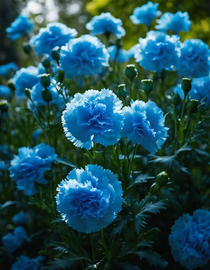 y-nghia-hoa-cam-chuong-xanh