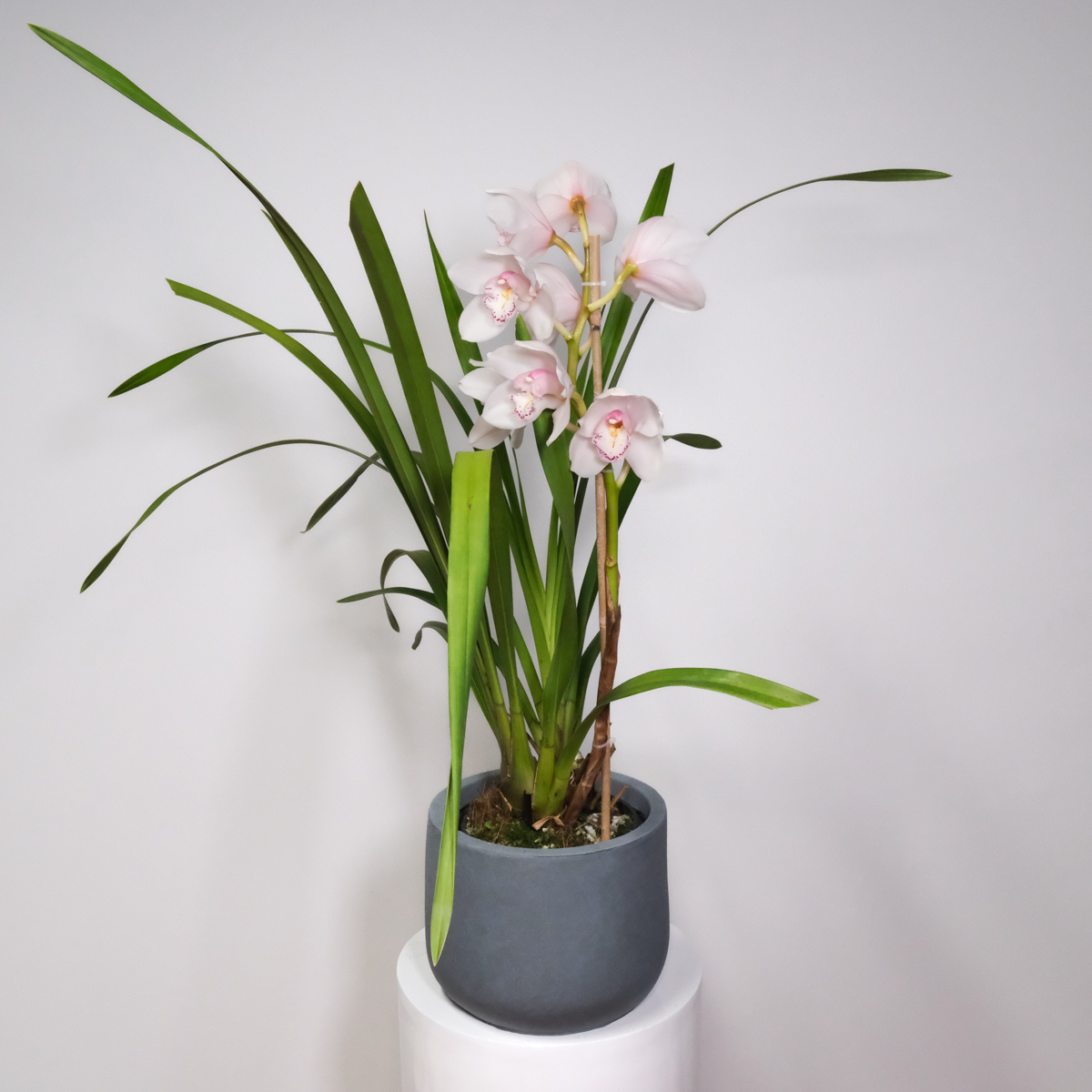 cach-cham-soc-hoa-dia-lan