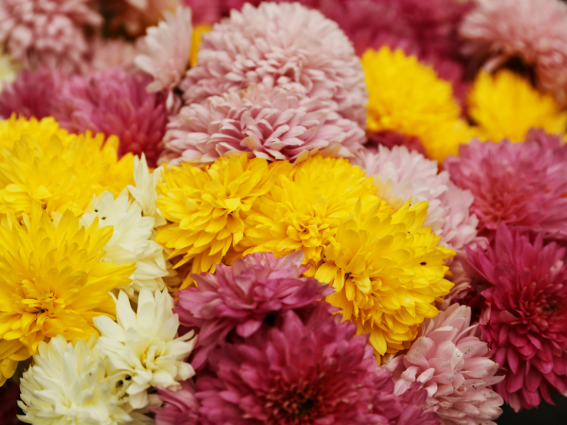 hoa-dai-dien-cho-cung-song-tu