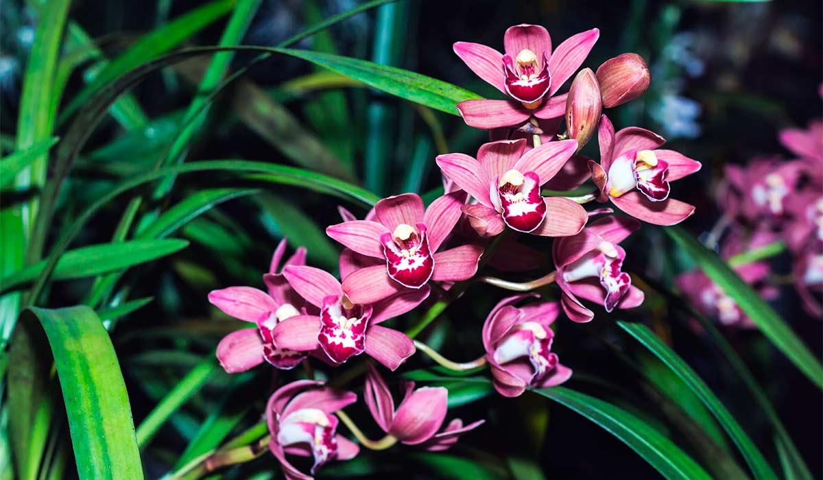 hoa-dia-lan-la-hoa-gi.