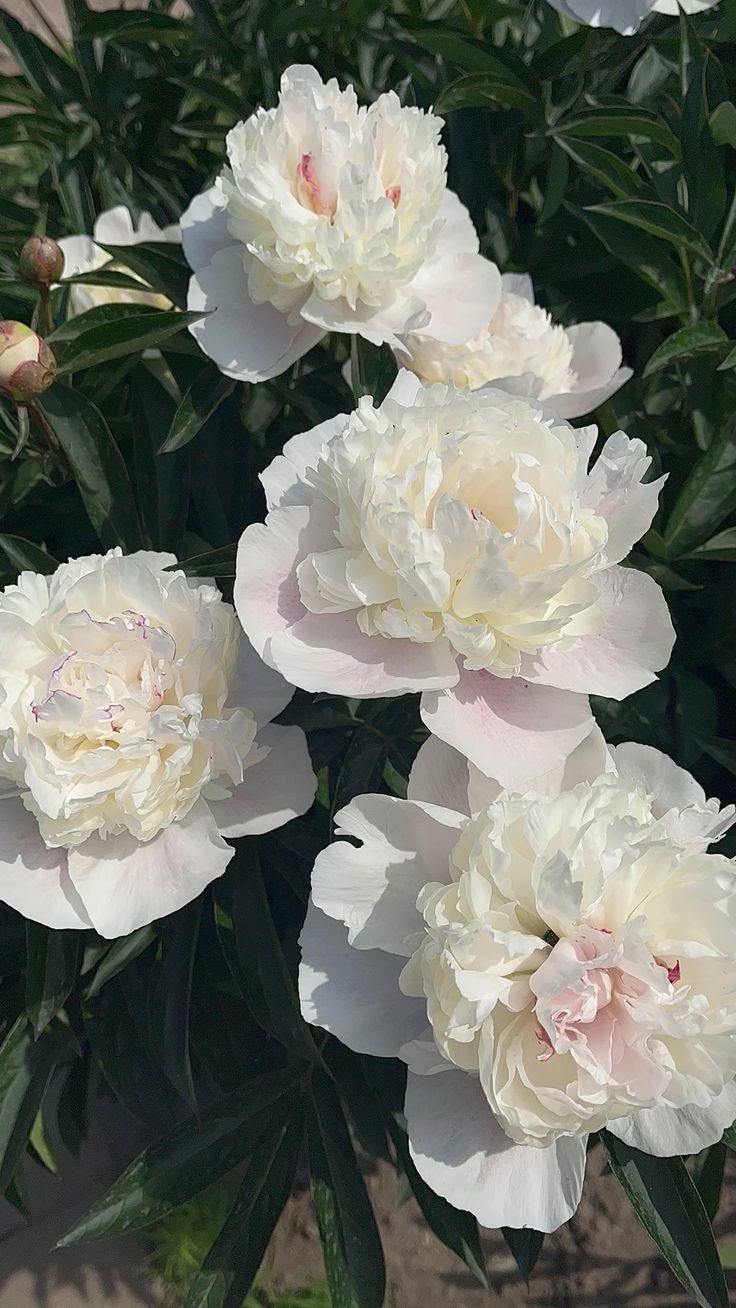 hoa-mau-don-co-y-nghia-gi