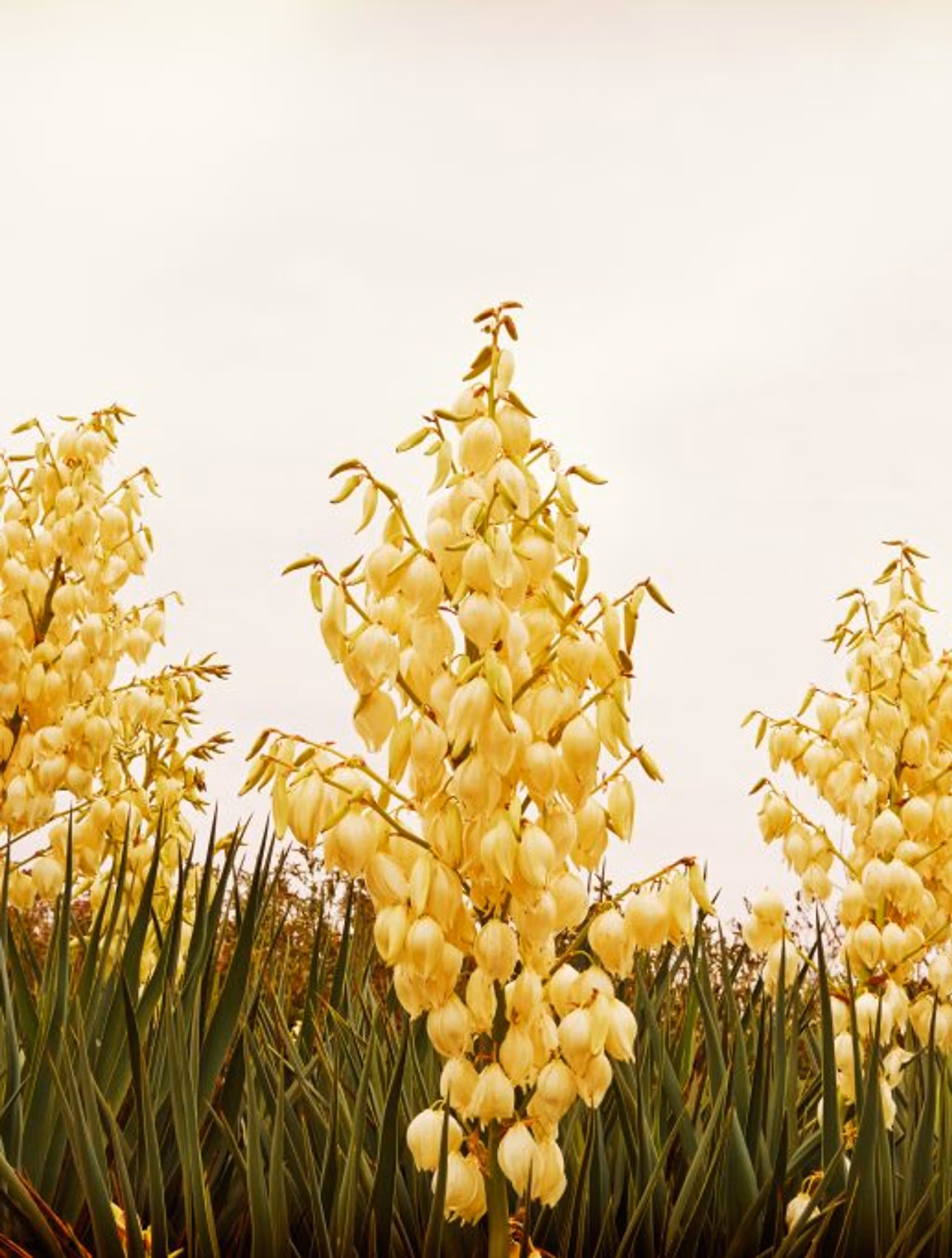 cong-dung-cay-yucca