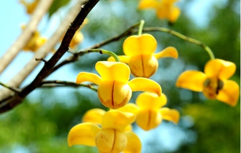 quoc-hoa-cua-campuchia