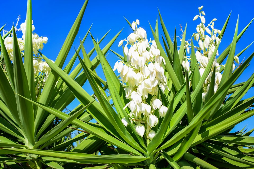 hoa-yucca