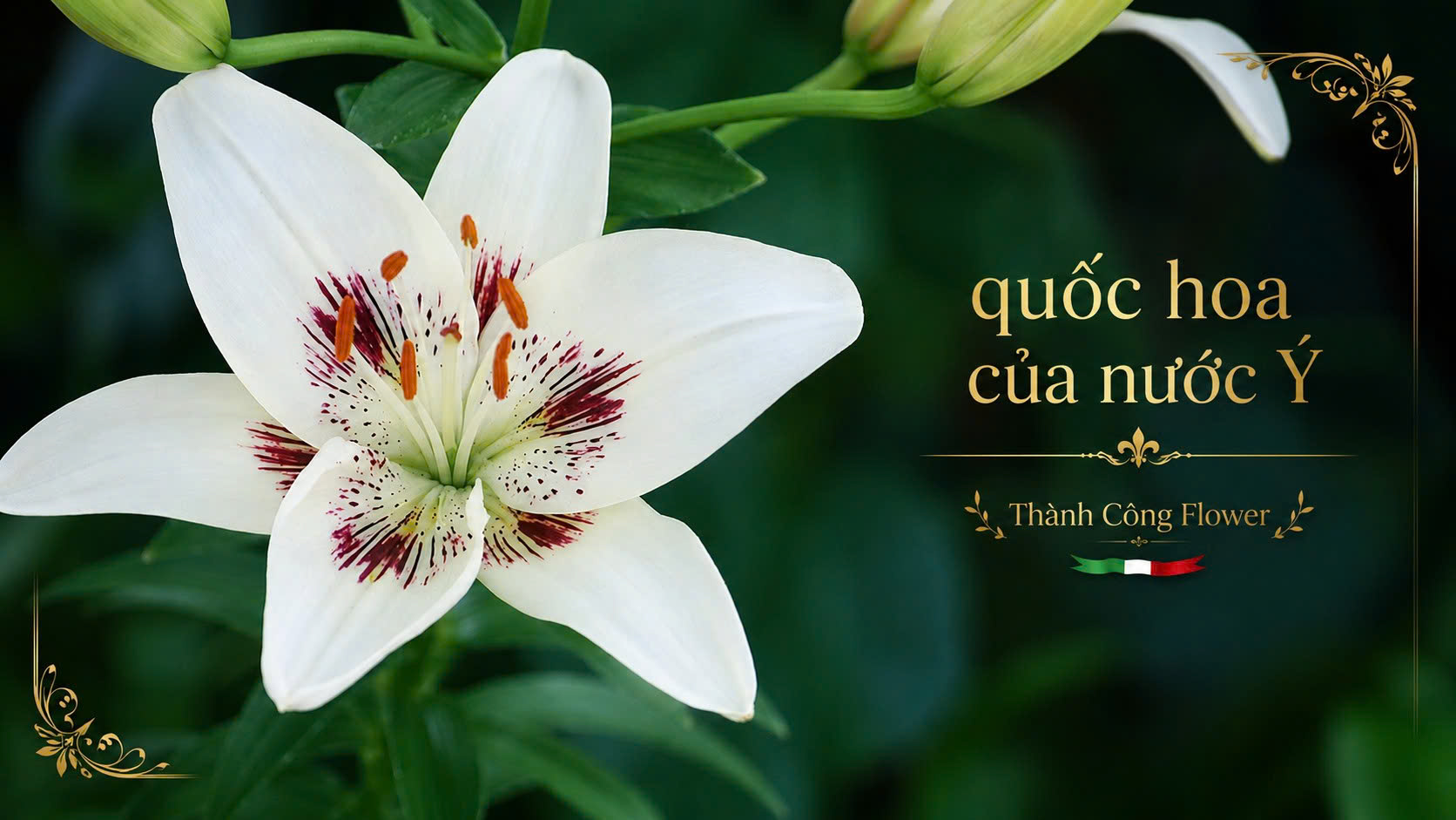 quoc-hoa-cua-y.