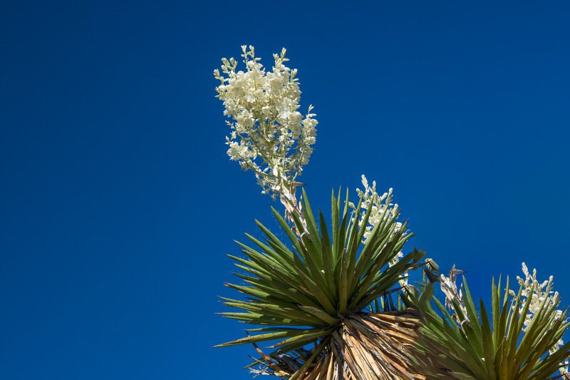 y-nghia-hoa-yucca
