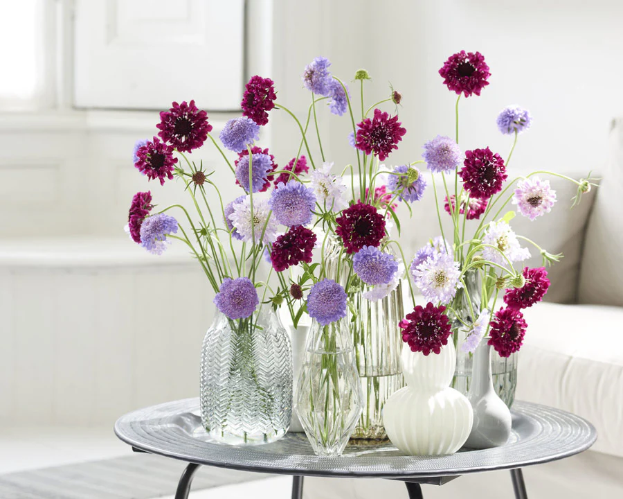 cach-cam-hoa-scabiosa