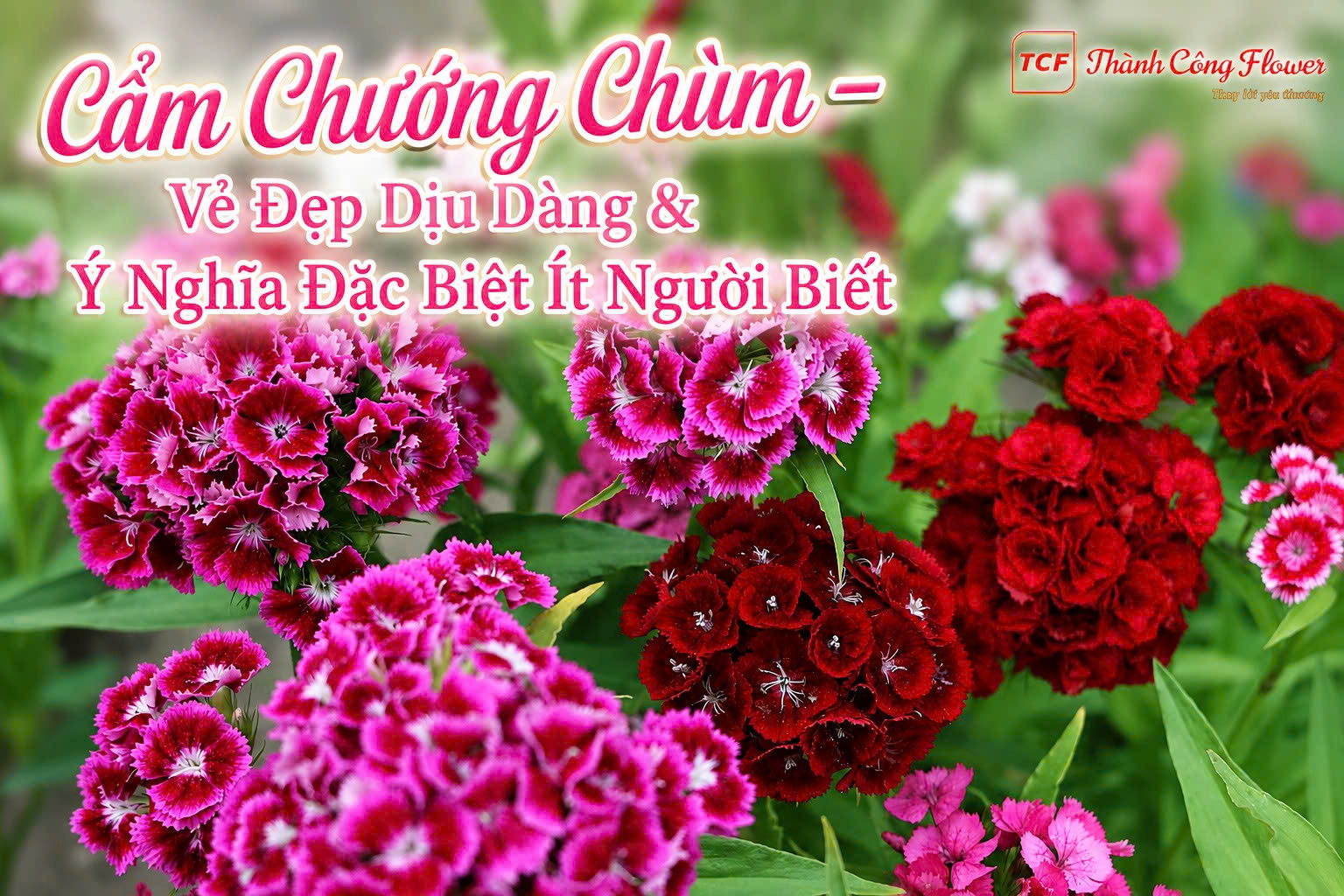 cam-chuong-chum-lun