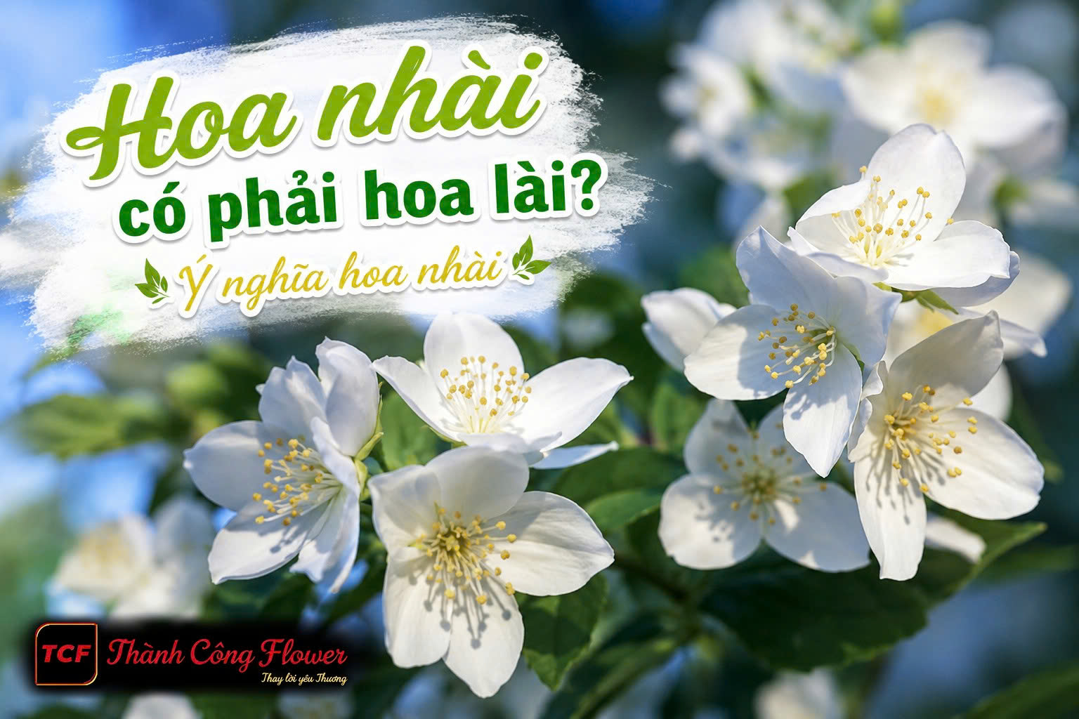hoa-nhai-co-phai-hoa-lai-khong-1