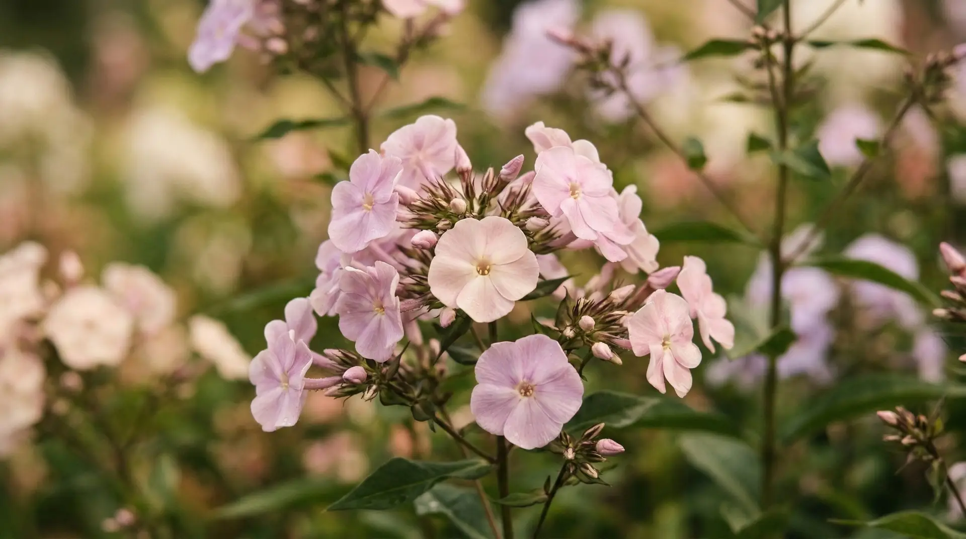 hoa-phlox-la-hoa-gi