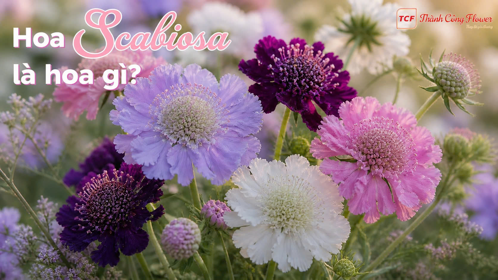hoa-scabiosa-la-hoa-gi