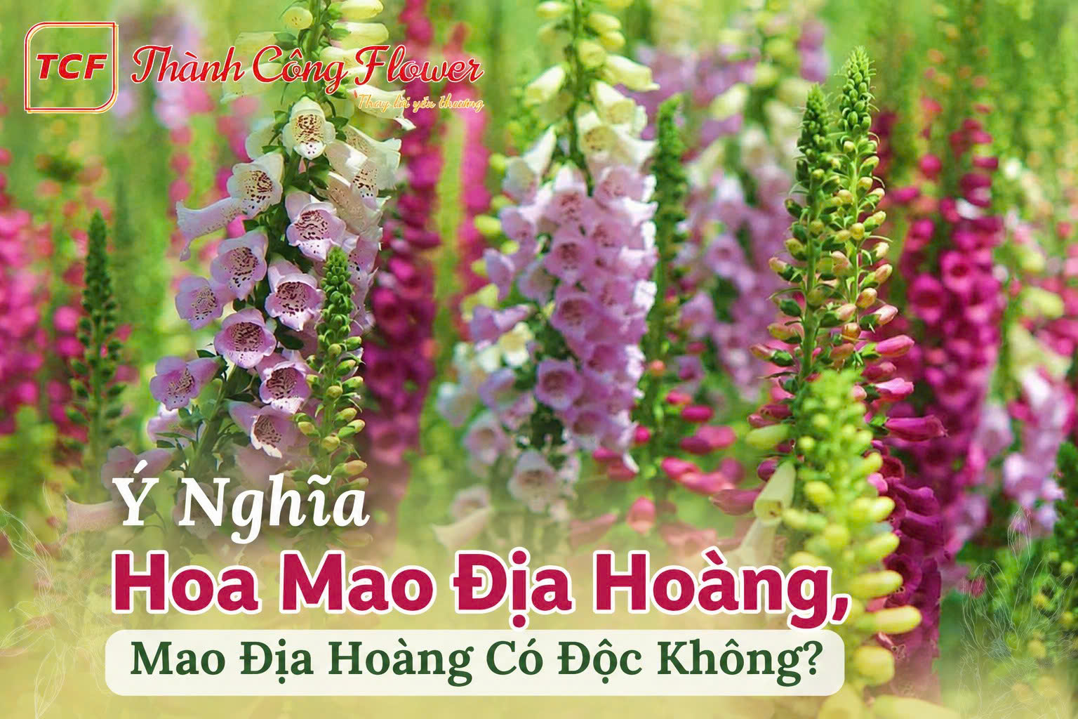 mao-dia-hoang