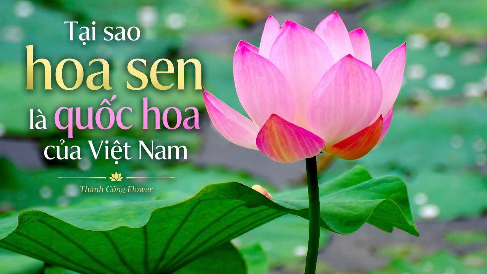 tai-sao-hoa-sen-la-quoc-hoa-cua-viet-nam-1