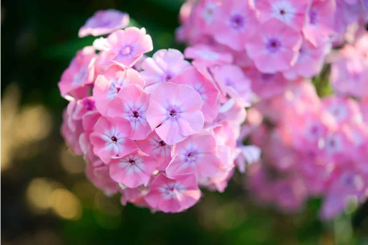 y-nghia-hoa-phlox