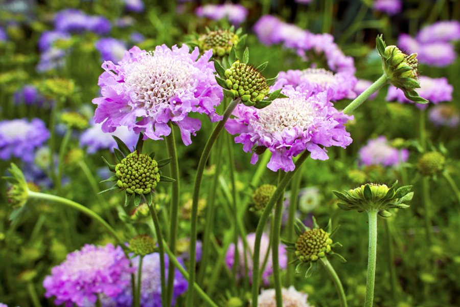 hoa-scabiosa-la-hoa-gi