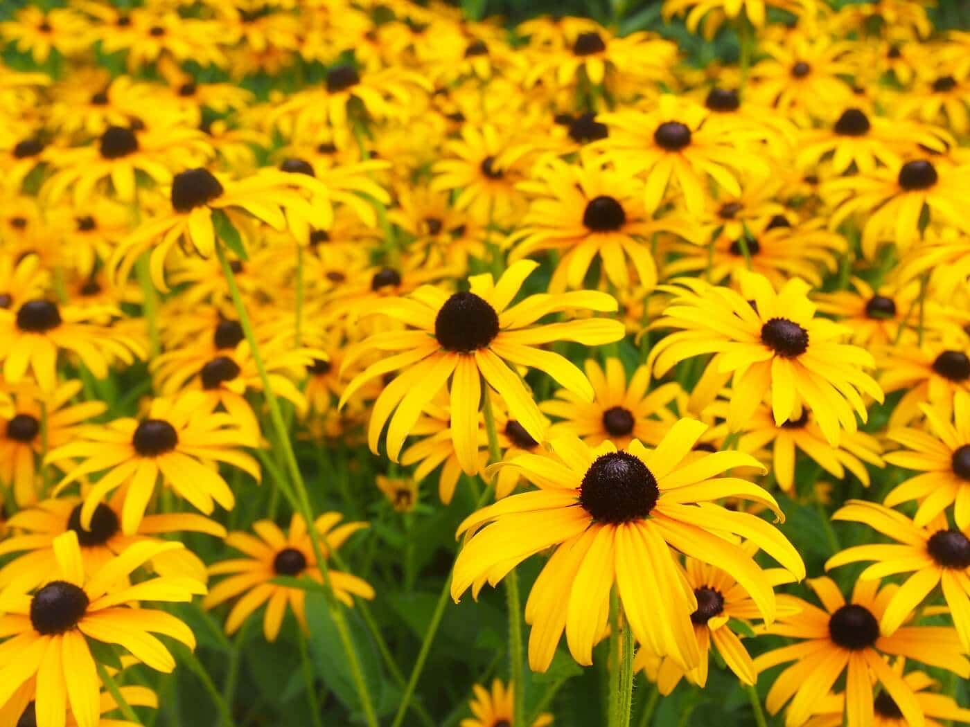 Black-Eyed-Susan-la-hoa-gi