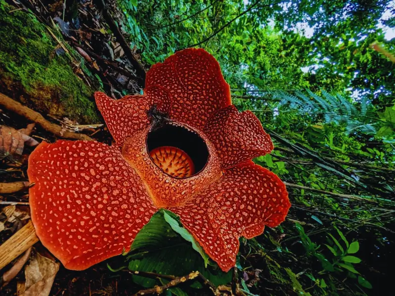 hoa-Rafflesia