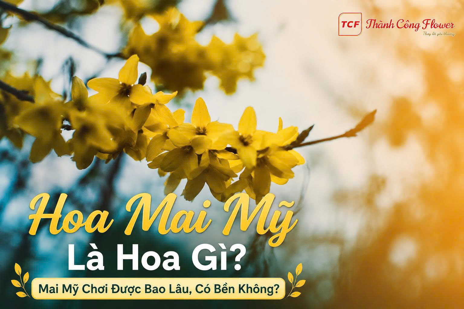 hoa-mai-my-co-ben-khong