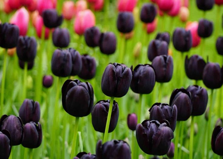 hoa-tulip-den