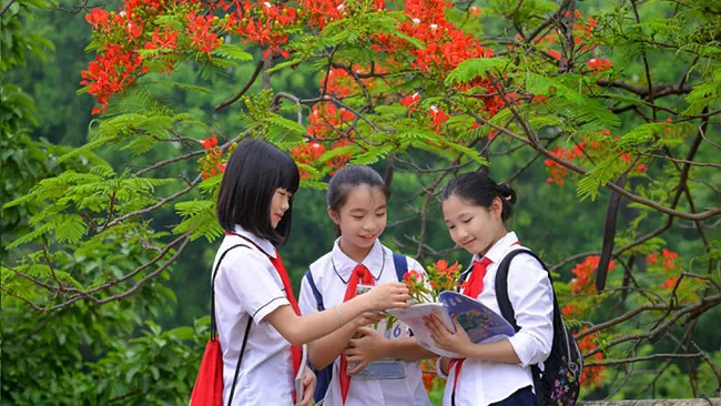 loai-hoa-tuong-trung-cho-hoc-tro