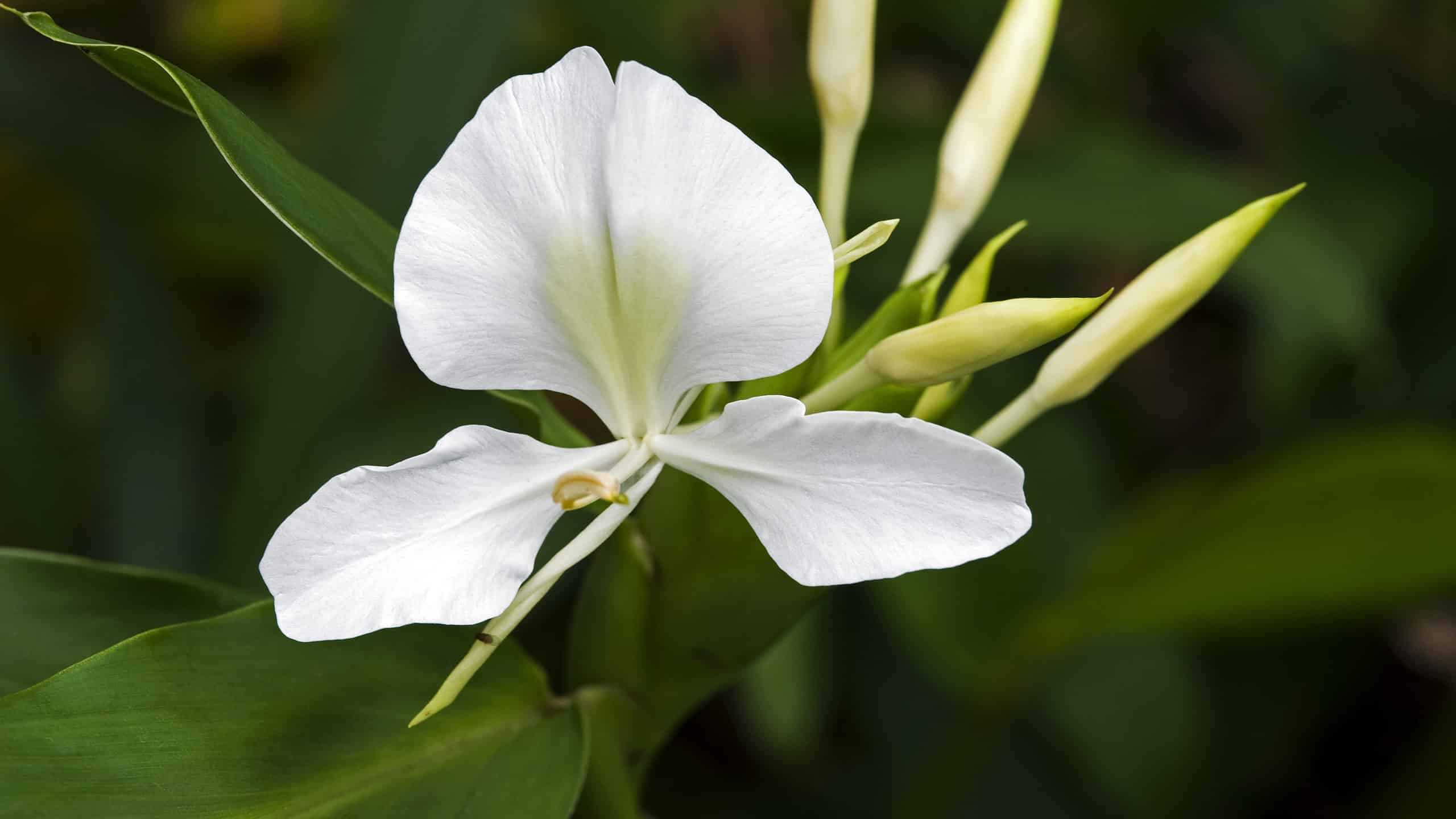 quoc-hoa-cua-cuba-la-hoa-gi