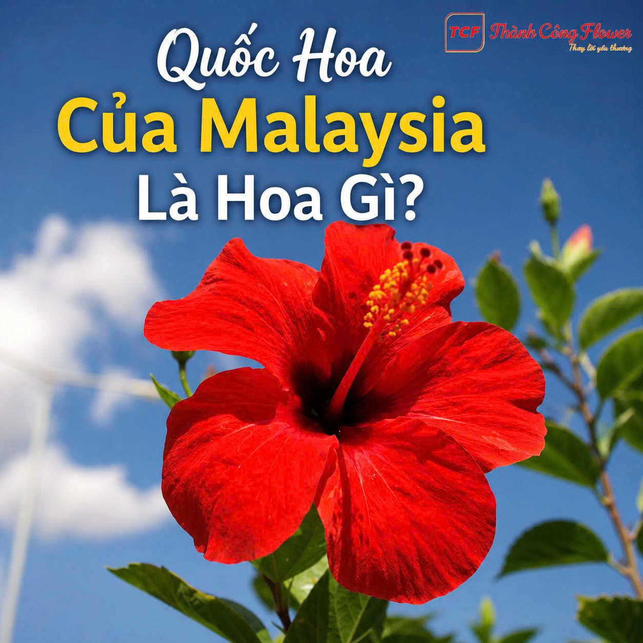 quoc-hoa-cua-malaysia