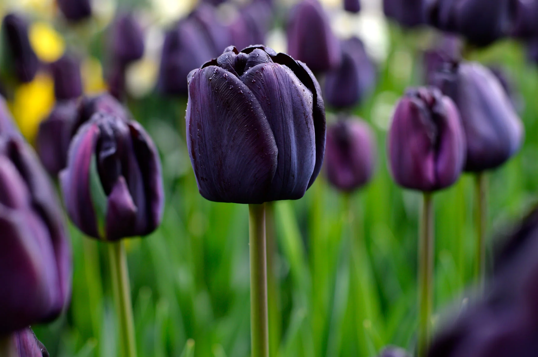 y-nghia-hoa-tulip-den