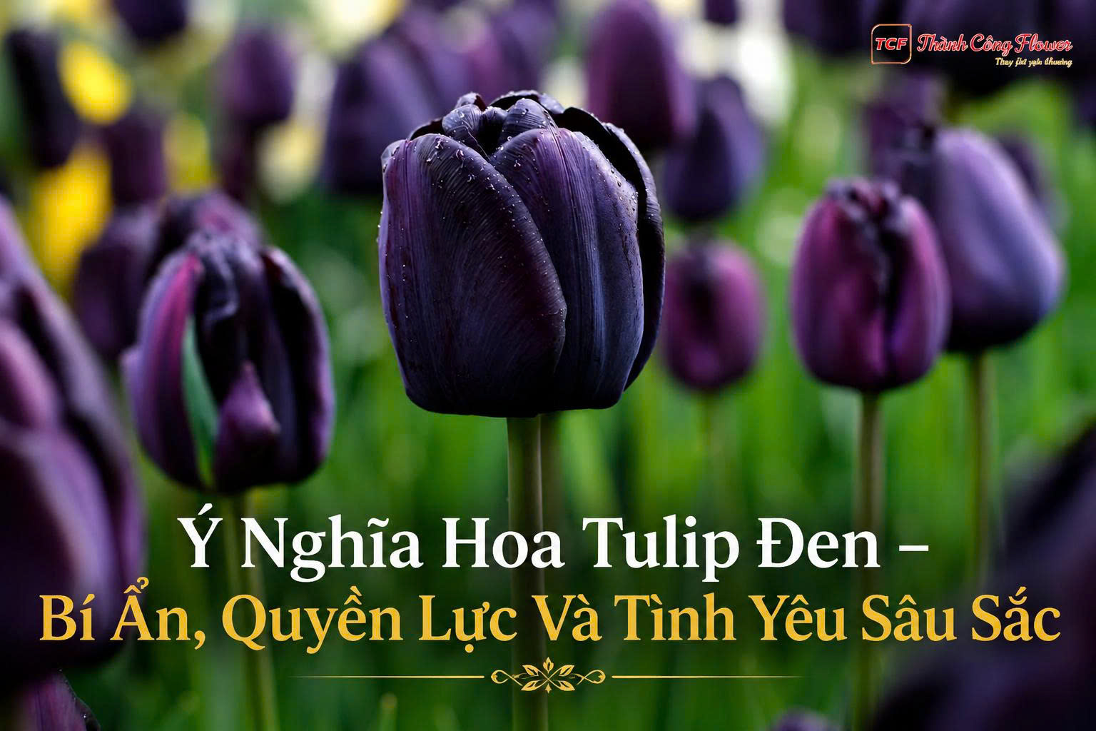 y-nghia-hoa-tulip-mau-den