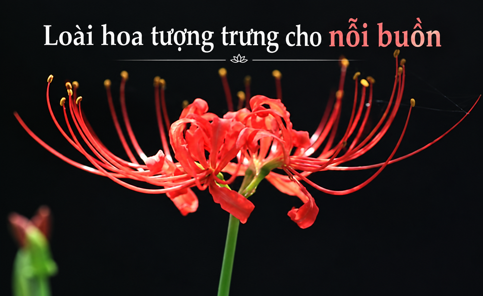 nhung-loai-hoa-tuong-trung-cho-noi-buon