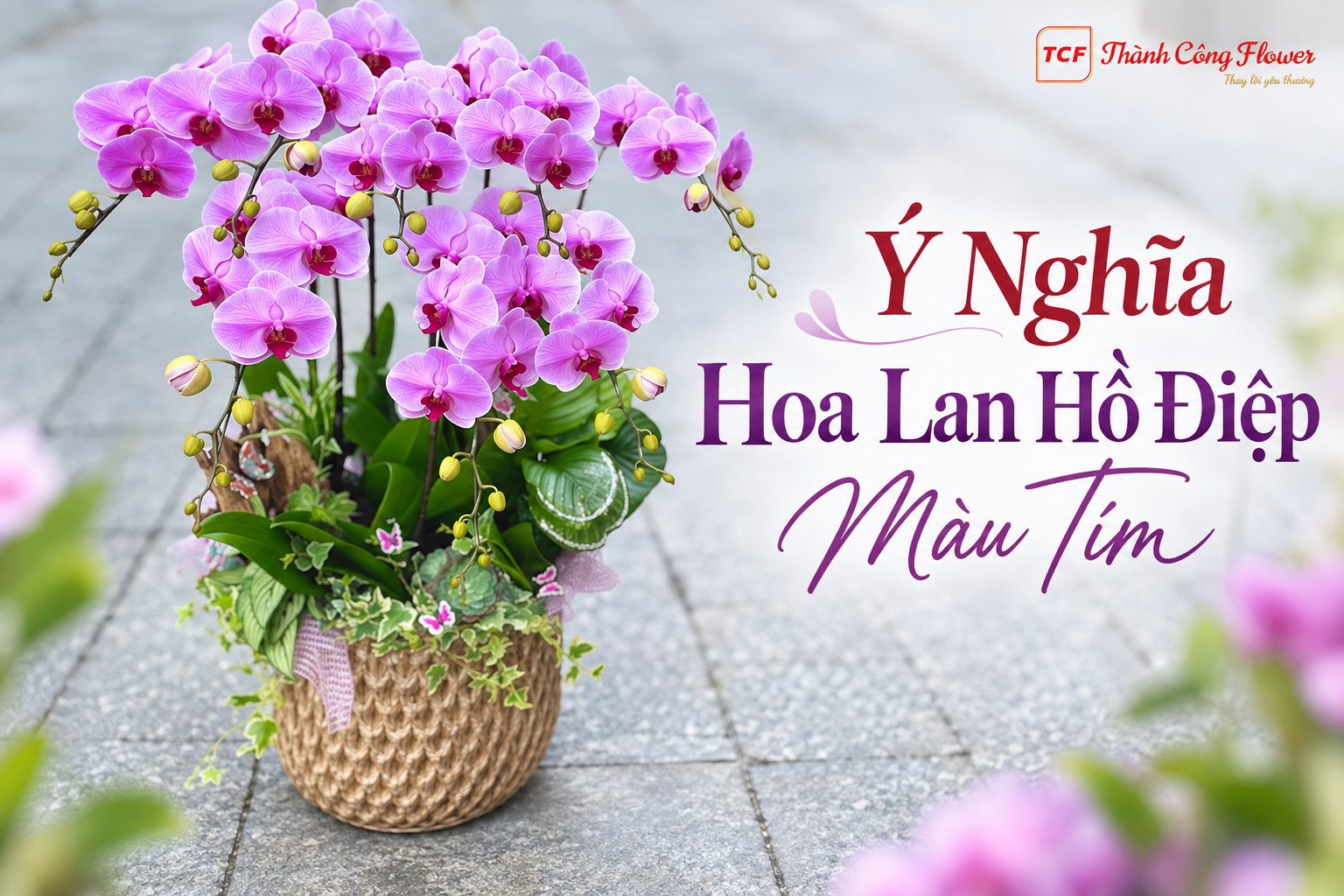 y-nghia-hoa-lan-ho-diep-mau-tim-nhung-dip-tang