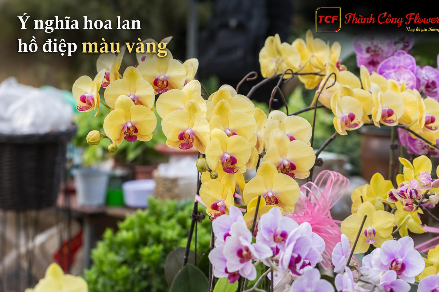 y-nghia-hoa-lan-ho-diep-mau-vang